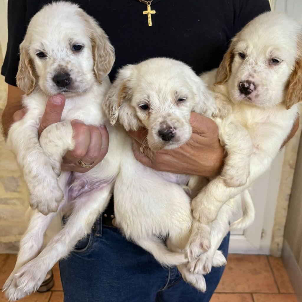 chiots lemon
